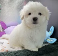 Ashton , a male Maltese and Poodle - Toy  for sale in Colonial Beach, VA – Photo 5 of 10
