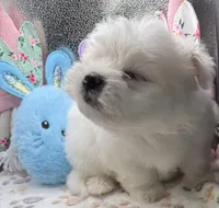Ashton , a male Maltese and Poodle - Toy  for sale in Colonial Beach, VA – Photo 4 of 10