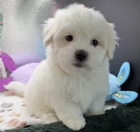 Ashton , a male Maltese and Poodle - Toy  for sale in Colonial Beach, VA – Photo 6 of 10