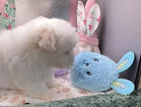 Ashton , a male Maltese and Poodle - Toy  for sale in Colonial Beach, VA – Photo 2 of 10