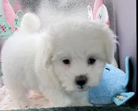 Ashton , a male Maltese and Poodle - Toy  for sale in Colonial Beach, VA – Photo 10 of 10