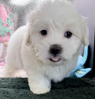 Ashton , a male Maltese and Poodle - Toy  for sale in Colonial Beach, VA – Photo 8 of 10