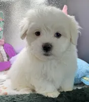 Ashton , a male Maltese and Poodle - Toy  for sale in Colonial Beach, VA – Photo 7 of 10