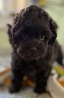 Benson , a male Shih Tzu and Poodle - Toy  for sale in Colonial Beach, VA – Photo 2 of 7