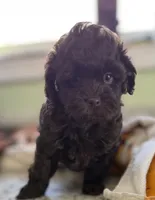 Benson , a male Shih Tzu and Poodle - Toy  for sale in Colonial Beach, VA – Photo 5 of 7