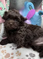 Benson , a male Shih Tzu and Poodle - Toy  for sale in Colonial Beach, VA – Photo 7 of 7