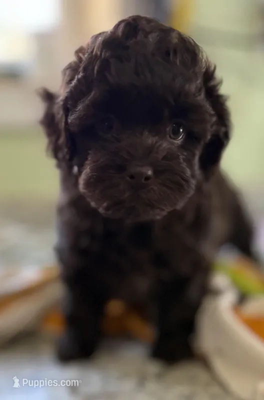 Benson  – Shih Tzu, Poodle - Toy  puppy for sale in Colonial Beach, VA