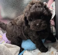 Benson , a male Shih Tzu and Poodle - Toy  for sale in Colonial Beach, VA – Photo 6 of 7
