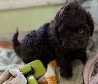 Benson , a male Shih Tzu and Poodle - Toy  for sale in Colonial Beach, VA – Photo 4 of 7