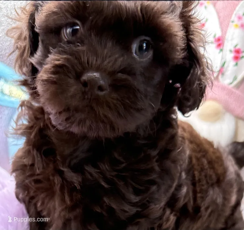 Brooklyn – Shih Tzu, Poodle - Toy  puppy for sale in Colonial Beach, VA