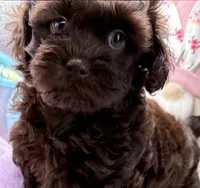 Brooklyn, a female Shih Tzu and Poodle - Toy  for sale in Colonial Beach, VA – Photo 1 of 10