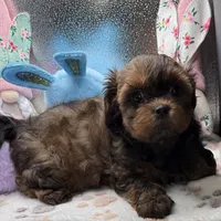 Brooklyn, a female Shih Tzu and Poodle - Toy  for sale in Colonial Beach, VA – Photo 7 of 10