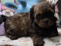 Brooklyn, a female Shih Tzu and Poodle - Toy  for sale in Colonial Beach, VA – Photo 2 of 10