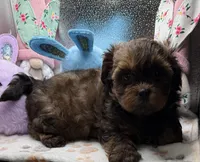 Brooklyn, a female Shih Tzu and Poodle - Toy  for sale in Colonial Beach, VA – Photo 6 of 10