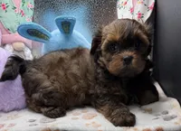 Brooklyn, a female Shih Tzu and Poodle - Toy  for sale in Colonial Beach, VA – Photo 4 of 10