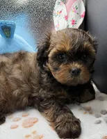 Brooklyn, a female Shih Tzu and Poodle - Toy  for sale in Colonial Beach, VA – Photo 10 of 10