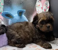 Brooklyn, a female Shih Tzu and Poodle - Toy  for sale in Colonial Beach, VA – Photo 9 of 10