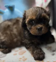Brooklyn, a female Shih Tzu and Poodle - Toy  for sale in Colonial Beach, VA – Photo 3 of 10