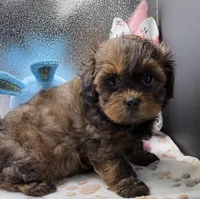 Brooklyn, a female Shih Tzu and Poodle - Toy  for sale in Colonial Beach, VA – Photo 5 of 10