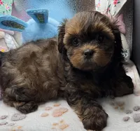 Brooklyn, a female Shih Tzu and Poodle - Toy  for sale in Colonial Beach, VA – Photo 8 of 10