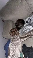 Rosie, a female German Shorthaired Pointer for sale in Jesup, IA – 3 of 7