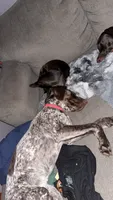 Rosie, a female German Shorthaired Pointer for sale in Jesup, IA – 4 of 7
