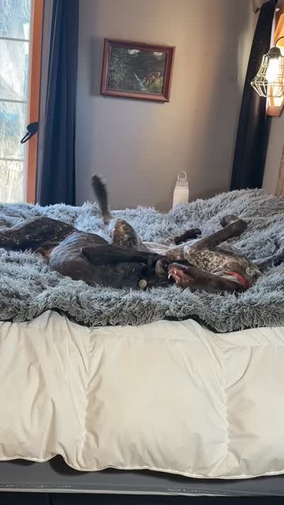 Rosie, a female German Shorthaired Pointer for sale in Jesup, IA – 7 of 7