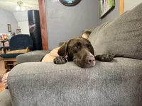 Rosie, a female German Shorthaired Pointer for sale in Jesup, IA – 5 of 7