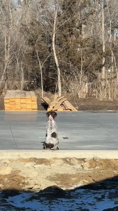 Rosie, a female German Shorthaired Pointer for sale in Jesup, IA – 6 of 7