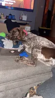Rosie, a female German Shorthaired Pointer for sale in Jesup, IA – 1 of 7