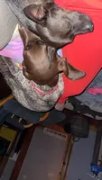 Rosie, a female German Shorthaired Pointer for sale in Jesup, IA – 2 of 7