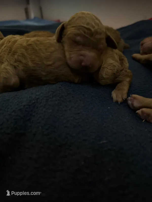 Girl - Royal Large poodles