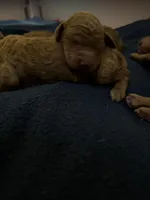 Girl - Royal Large poodles, a female Poodle - Standard  for sale in Brighton, CO – Photo 1 of 3