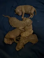 Boy - Royal Red, a male Poodle - Standard  for sale in Brighton, CO – Photo 4 of 4