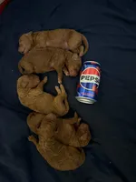 Boy - Royal Red, a male Poodle - Standard  for sale in Brighton, CO – Photo 1 of 4