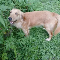 Maple, a female Golden Retriever and English Cream Golden Retriever for sale in Peru, IN – 3 of 10