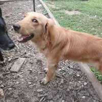 Maple, a female Golden Retriever and English Cream Golden Retriever for sale in Peru, IN – 6 of 10