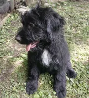 Maggie, a female Bernedoodle for sale in Peru, IN – 2 of 4
