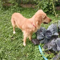 Maple, a female Golden Retriever and English Cream Golden Retriever for sale in Peru, IN – 8 of 10