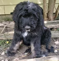 Marly, a male Bouvier des Flandres for sale in Peru, IN – 2 of 5