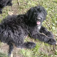 Moon, a female Bouvier des Flandres for sale in Peru, IN – 5 of 5