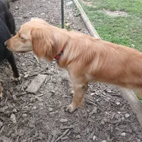 Maple, a female Golden Retriever and English Cream Golden Retriever for sale in Peru, IN – 7 of 10