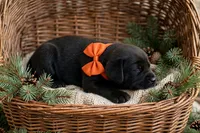 Astrid, a female Labrador Retriever for sale in Peru, IN – 1 of 1