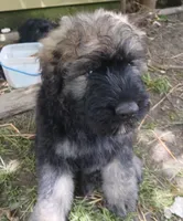 Murphy, a male Bouvier des Flandres for sale in Peru, IN – 3 of 8