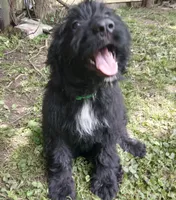 Maggie, a female Bernedoodle for sale in Peru, IN – 3 of 4