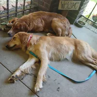 Maple, a female Golden Retriever and English Cream Golden Retriever for sale in Peru, IN – 2 of 10