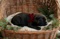 Loki, a male Labrador Retriever for sale in Peru, IN – 1 of 1
