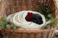 Luka, a male Labrador Retriever for sale in Peru, IN – 1 of 1