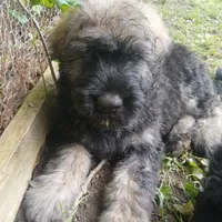 Murphy, a male Bouvier des Flandres for sale in Peru, IN – 8 of 8