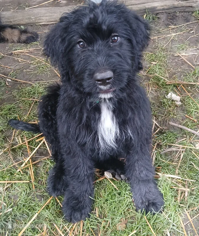 Maggie – Bernedoodle puppy for sale in Peru, IN